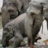 Ocal słonie – nie kupuj kości słoniowej!