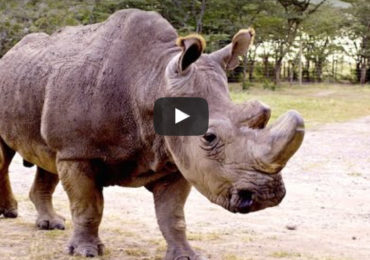 Czy wiecie, że na ziemi, przy życiu zostały już tylko trzy północne nosorożce białe?