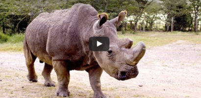Czy wiecie, że na ziemi, przy życiu zostały już tylko trzy północne nosorożce białe?