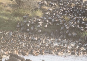 Kenia, Masai Mara – Wielka migracja zwierząt – właśnie trwa!