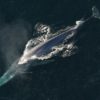 Japonia znowu będzie komercyjnie odławiać wieloryby