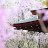 Hanami, japońskie Święto Kwitnienia Wiśni w Air France