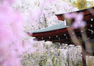 Hanami, japońskie Święto Kwitnienia Wiśni w Air France
