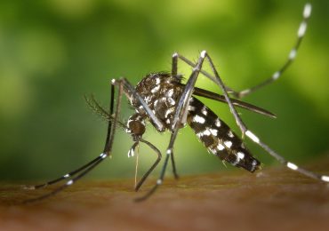Nowe technologie zidentyfikują komary przenoszące groźne wirusy