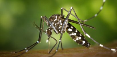 Nowe technologie zidentyfikują komary przenoszące groźne wirusy