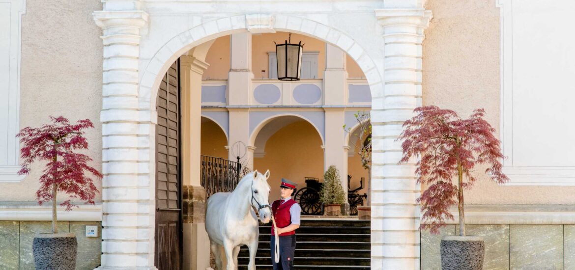 Piber i cud białych ogierów