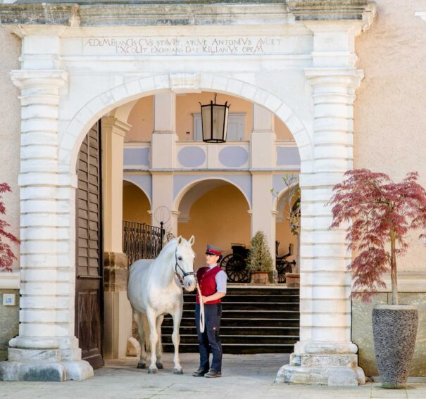 Piber i cud białych ogierów